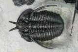 Cyphaspis Walteri & Kayserops Trilobite Cluster - Mrakib, Morocco #168395-6